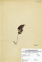 藏品(細葉蕗蕨)的圖片